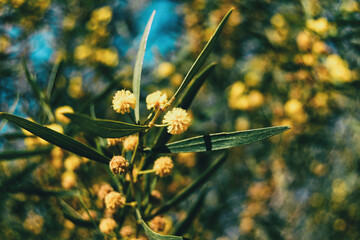 Close-up of some golden flowers and green leaves of acacia pycantha