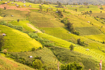 Panorama Aerial View of Pa Bong Piang terraced rice fields, Mae Chaem, Chiang Mai Thailand.