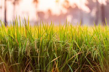 Green rice field in the morning on palm tree during sunrise time.