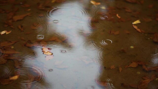 Spots of Rain, Zelazowa Wola Museum, Poland, Europe, September 2020, natural park in zelazowa wola. The birthplace of Frederic Chopin composer.