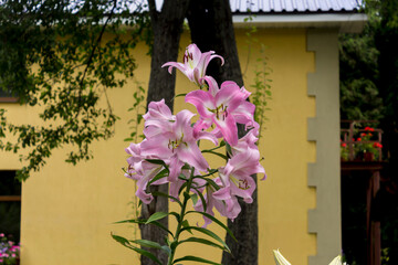Inflorescence of purple lilies( Liliaceae) against the background of trees and a yellow wall. Close up . Botanical garden in the middle of summer.