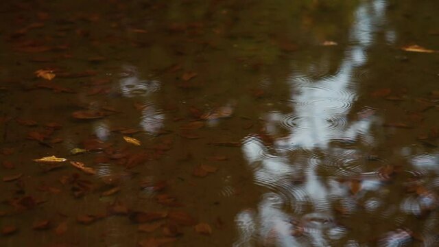 Spots of rain, Zelazowa Wola Park, Poland, Europe, September 2020, natural park in zelazowa wola. The birthplace of Frederic Chopin composer.