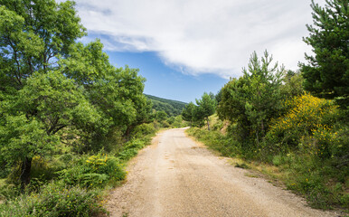 Fototapeta na wymiar Empty sand road without people among green vegetation in summer and blue sky with white clouds.
