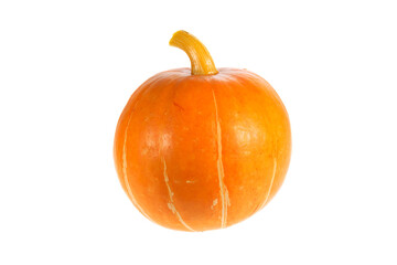 autumn harvest pumpkin