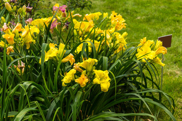 Obraz premium Thickets of yellow daylilys ( Hemerocallis ) on a background of green grass . Botanical garden in the middle of summer.