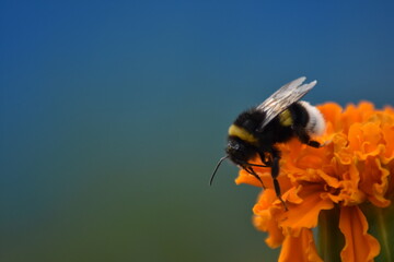 beautiful shaggy bee pollinates flower