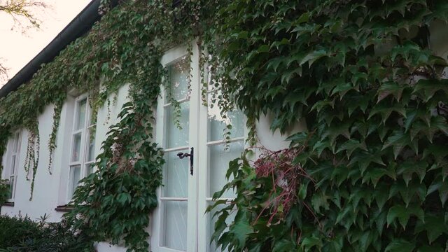Window, ivy in Zelazowa Wola Park, Poland, Europe, September 2020, natural park in zelazowa wola. The birthplace of Frederic Chopin composer.