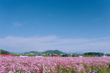 Fototapeta premium 滋賀県近江八幡市野田町のコスモス畑