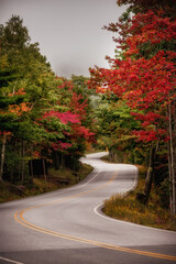 Road in the autumn. Asphalting of the road, turn to yellow, orange autumn forest. Beautiful autumn...