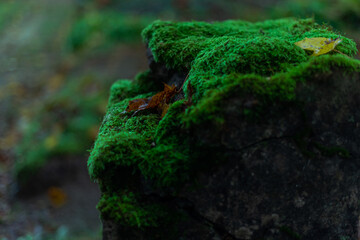 Naklejka na ściany i meble green moss on gravestone in cemetery after rain