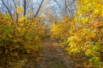 Autumn forest with yellow leaves on trees. Forest country road between branches. Beautiful sunshine