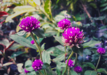 Purple flower