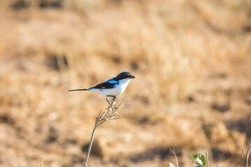 Kingfisher sitting on a bush