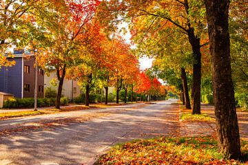 City street with autumn yellow, orange and red trees. Bright colorful view of fall foliage in a...