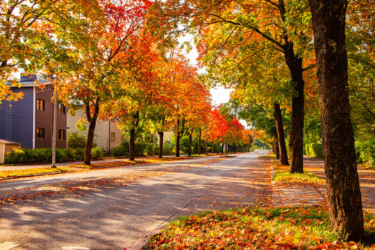 City street with autumn yellow, orange and red trees. Bright colorful view of fall foliage in a town. Autumn scene in city. Fallen leaves. Street lined with colorful trees. Fallen leaves on a road.