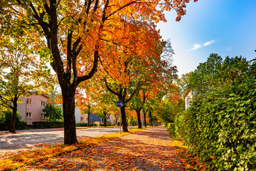 A city street in autumn season. Colorful trees. A road covered with falling leaves in town. Helsinki street scene. Comfortable and ecological urban city concept. Fall colors. Walking and bicycle path.