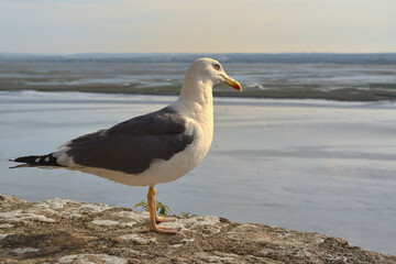 Goéland regardant la mer