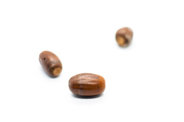 Acorns isolated on white background. Natural dried oak seeds.