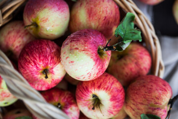 Fresh ripe autumn red apples in basket on rustic background
