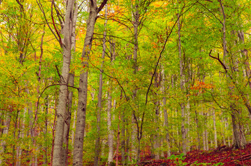 Fall landscape in the mountains. Mountain autumn scene with colorful trees in the forest