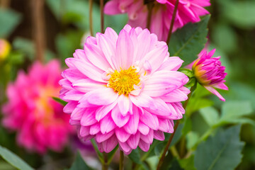 colorful dahlia flower close up.beautiful colorful flowers in the garden.