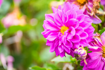 colorful dahlia flower close up.beautiful colorful flowers in the garden.