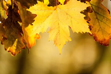 Autumn.