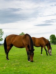 portrait of horse in the grass