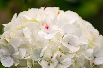 Fototapeta na wymiar A closeup view of white hydrangea flowers in a garden