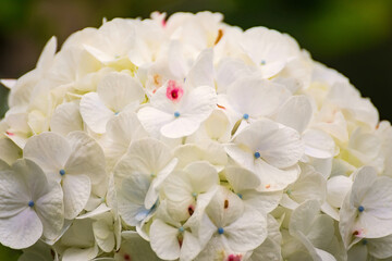 A closeup view of white hydrangea flowers in a garden
