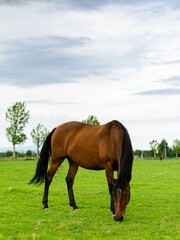 portrait of horse in the grass