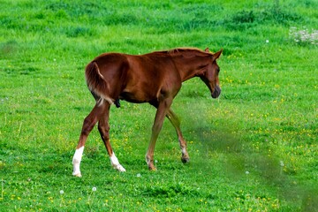 portrait of baby horse in the grass