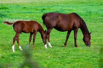Obraz premium portrait of horse with his baby