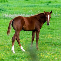 Naklejka na ściany i meble portrait of baby horse in the grass
