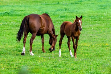 Fototapeta premium portrait of horse with his baby
