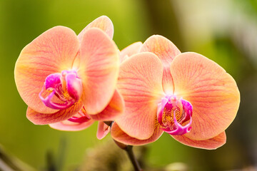 Fototapeta premium Close-up of orchid phalaenopsis. Bouquet of flowers orchids