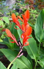 Canna flower in garden (сanna indica).