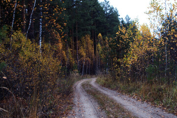 Dirt road in the autumn forest.