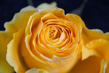 yellow rose flower on black background macro photo
