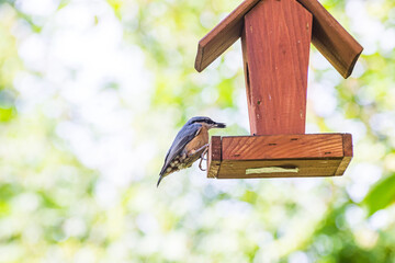 Naklejka premium Eurasian nuthatch coming for food in booth