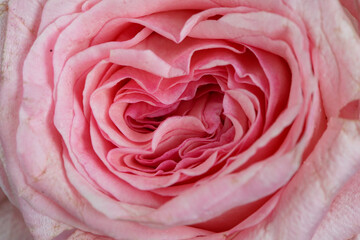 rose flower variety ohara ultra macro photo
