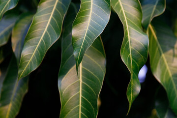 mango leaves in garden for background
