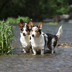 Three dogs in water, Welsh Corgi Cardigan