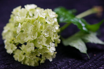 sprig of viburnum in drops of water on a gray background
