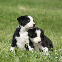 Amazing Border collie puppies