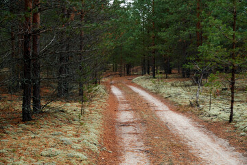 Dirt road in a pine forest in autumn. Moss covers the ground in a pine forest.
