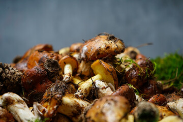 fresh boletus mushrooms in a large dish ultra macro photo
