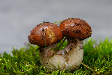 two fresh boletus mushrooms on green moss
