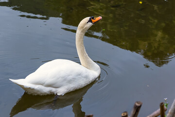 Naklejka premium a beautiful white swan swimming in the lake
