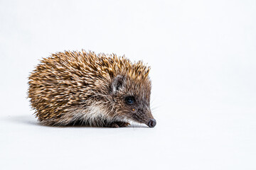 European hedgehog with flea on muzzle on light background 
